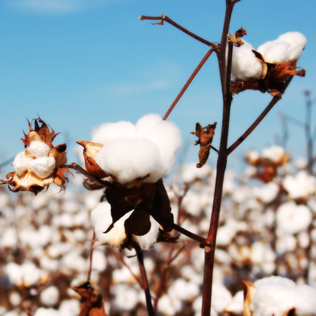 Is Cotton Hypoallergenic? Learn The Effects Cotton Has on Your Health –  Blissy